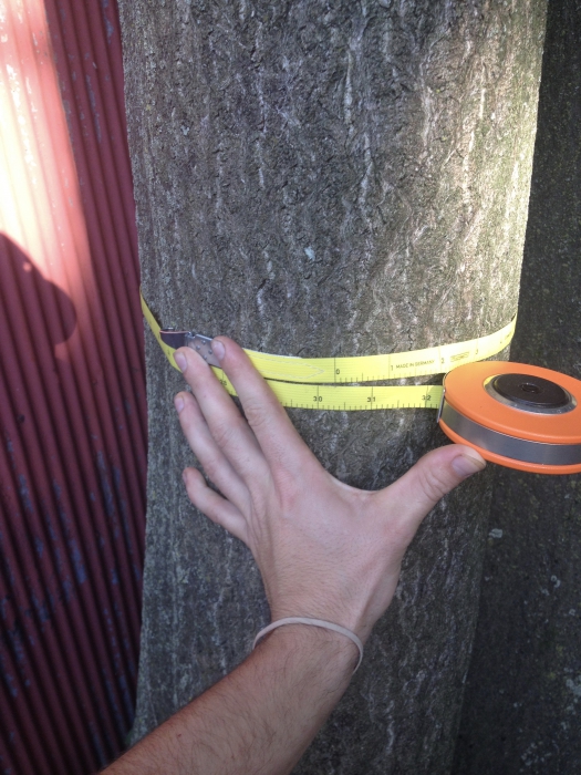 Cardinal Tree Care Arborist Reports for Tree Permits